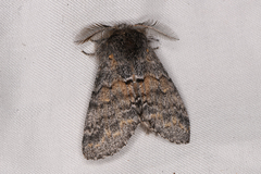 Gluphisia severa