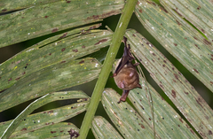 Hipposideros diadema