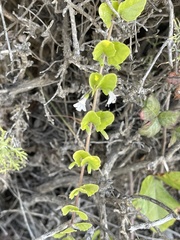 Clinopodium douglasii
