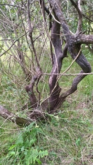 Cyclolepis genistoides