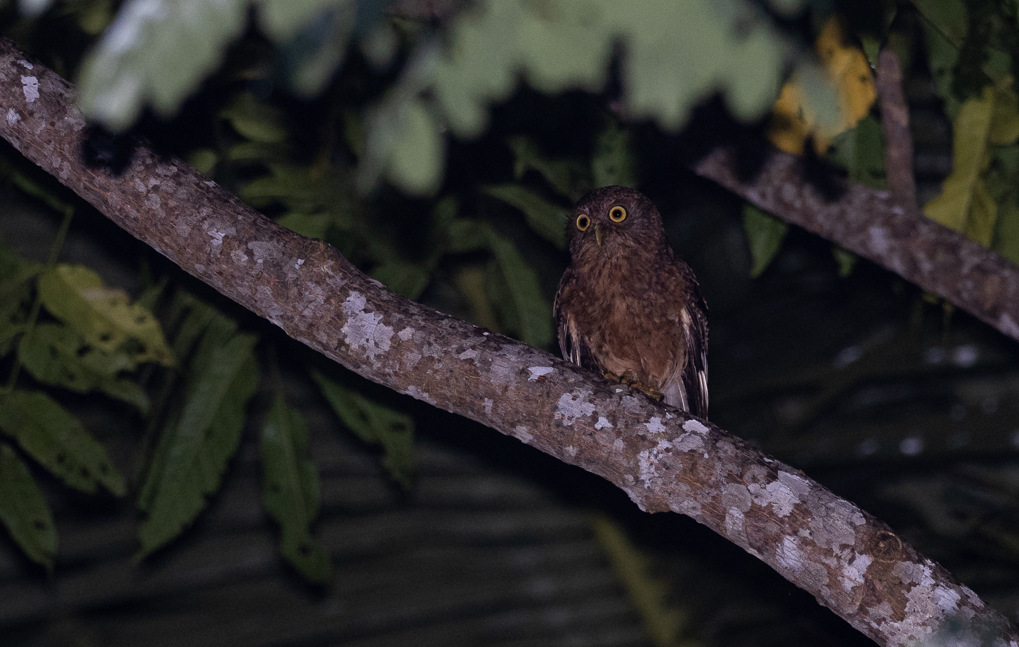 Romblon Boobook (Ninox spilonotus), photo 1