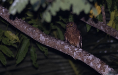 Ninox spilonotus