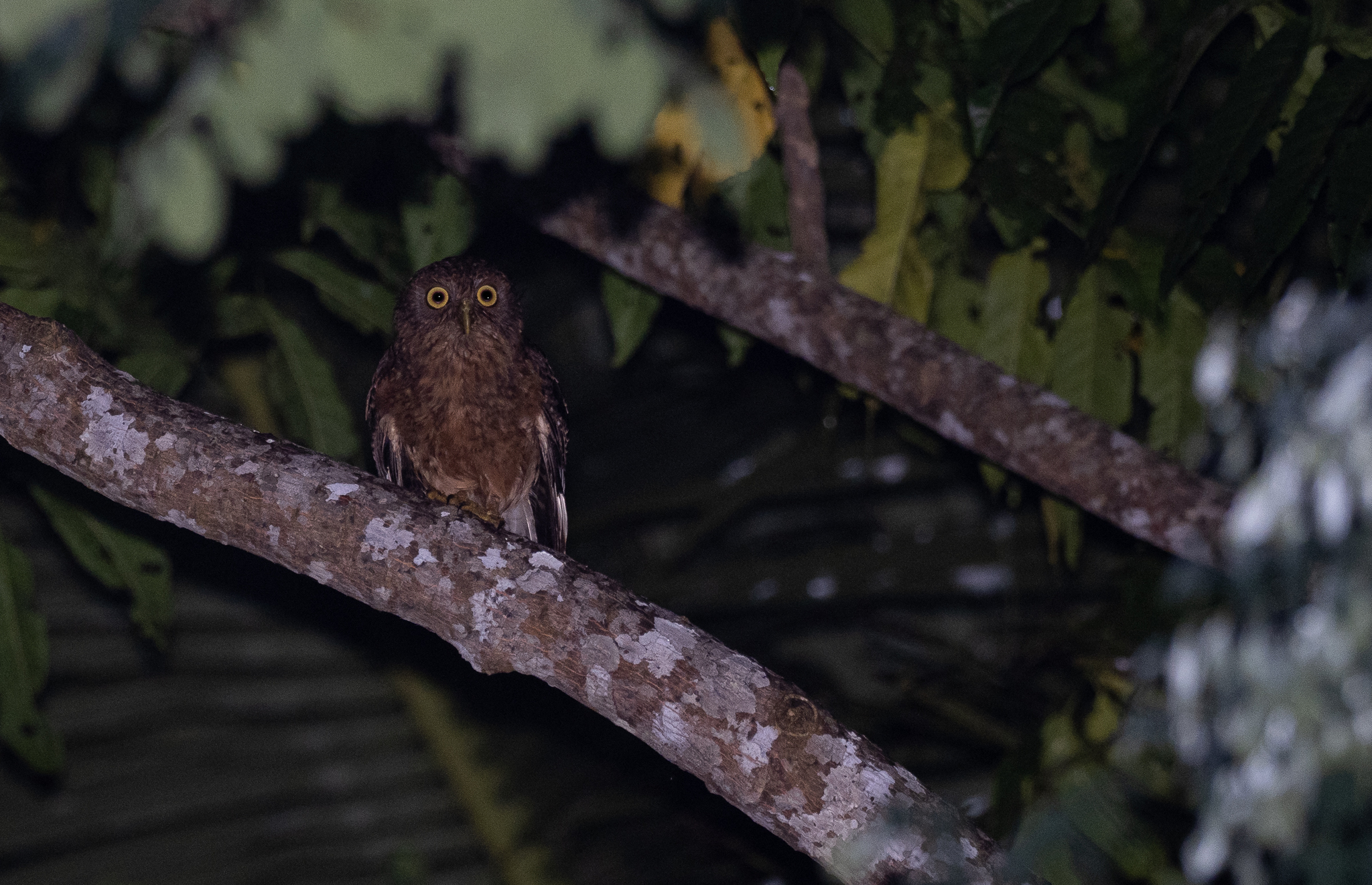 Romblon Boobook (Ninox spilonotus), photo 2