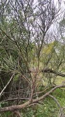Cyclolepis genistoides