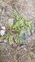 Herniaria hirsuta ssp. hirsuta