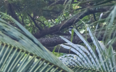 Todiramphus winchelli