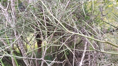 Cyclolepis genistoides