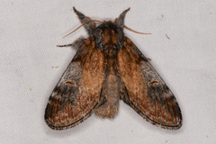 Notodonta pacifica