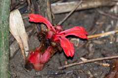 Etlingera philippinensis