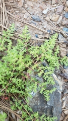 Herniaria hirsuta hirsuta