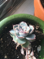 Echeveria colorata