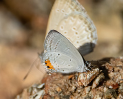 Everes lacturnus