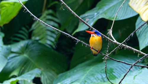 Dimorphic Dwarf Kingfisher (Ceyx margarethae), photo 10