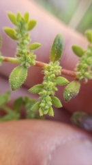Herniaria hirsuta hirsuta