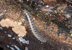 Platyrhacus lineatus