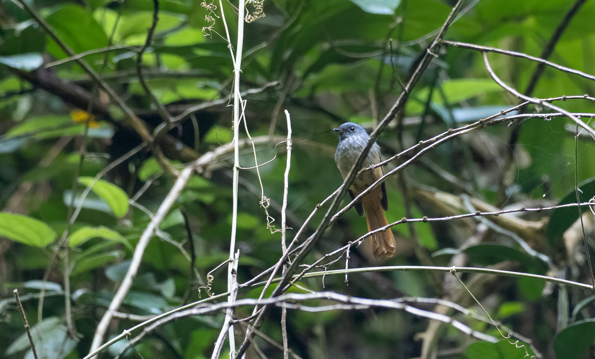 Tablas Fantail (Rhipidura sauli), photo 6