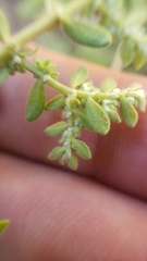 Herniaria hirsuta hirsuta