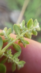 Herniaria hirsuta hirsuta
