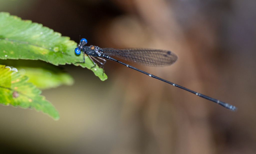 Risiocnemis rolandmuelleri