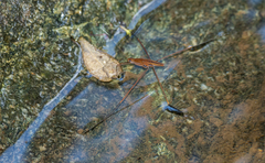 Limnometra