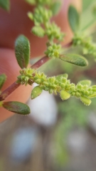 Herniaria hirsuta hirsuta