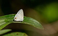 Catochrysops panormus