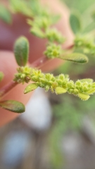 Herniaria hirsuta hirsuta