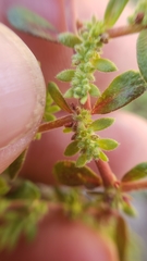 Herniaria hirsuta hirsuta