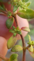 Herniaria hirsuta hirsuta