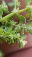 Herniaria hirsuta hirsuta