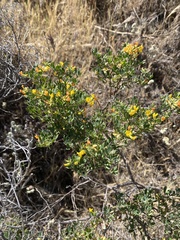 Acmispon dendroideus dendroideus