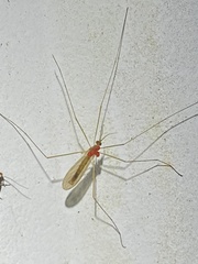 Chioneinae