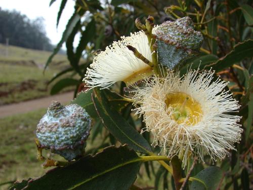 Eucalyptus globulus