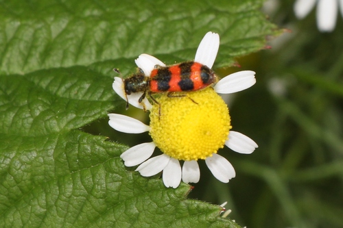Bee-eating Beetle photo 5