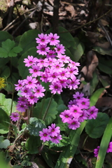 Primula obconica