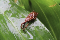 Cryptoderma formosense
