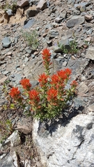 Castilleja applegatei viscida