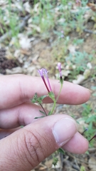 Allophyllum divaricatum