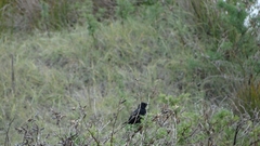 Curaeus curaeus curaeus