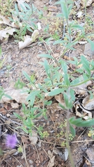 Allophyllum divaricatum