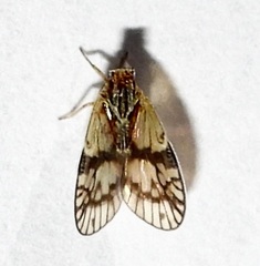 Bothriocera maculata