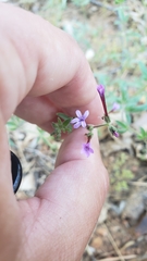 Allophyllum divaricatum