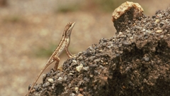 Sitana ponticeriana