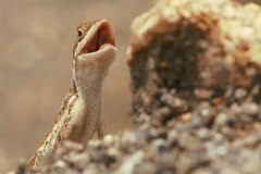 Sitana ponticeriana