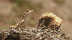 Sitana ponticeriana