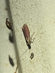 Varneria postremella