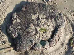 Stichodactyla haddoni