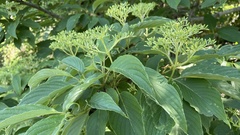 Cornus macrophylla
