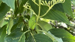 Cornus macrophylla