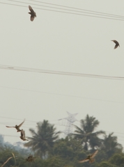 Ploceus benghalensis